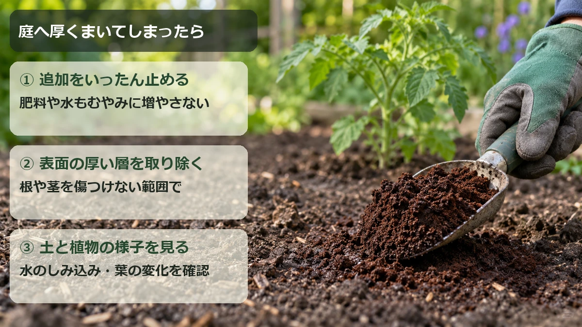 庭への追加を止め、根や茎を傷つけず厚いコーヒーかすの層を取り除き、土と植物の様子を確認する流れ