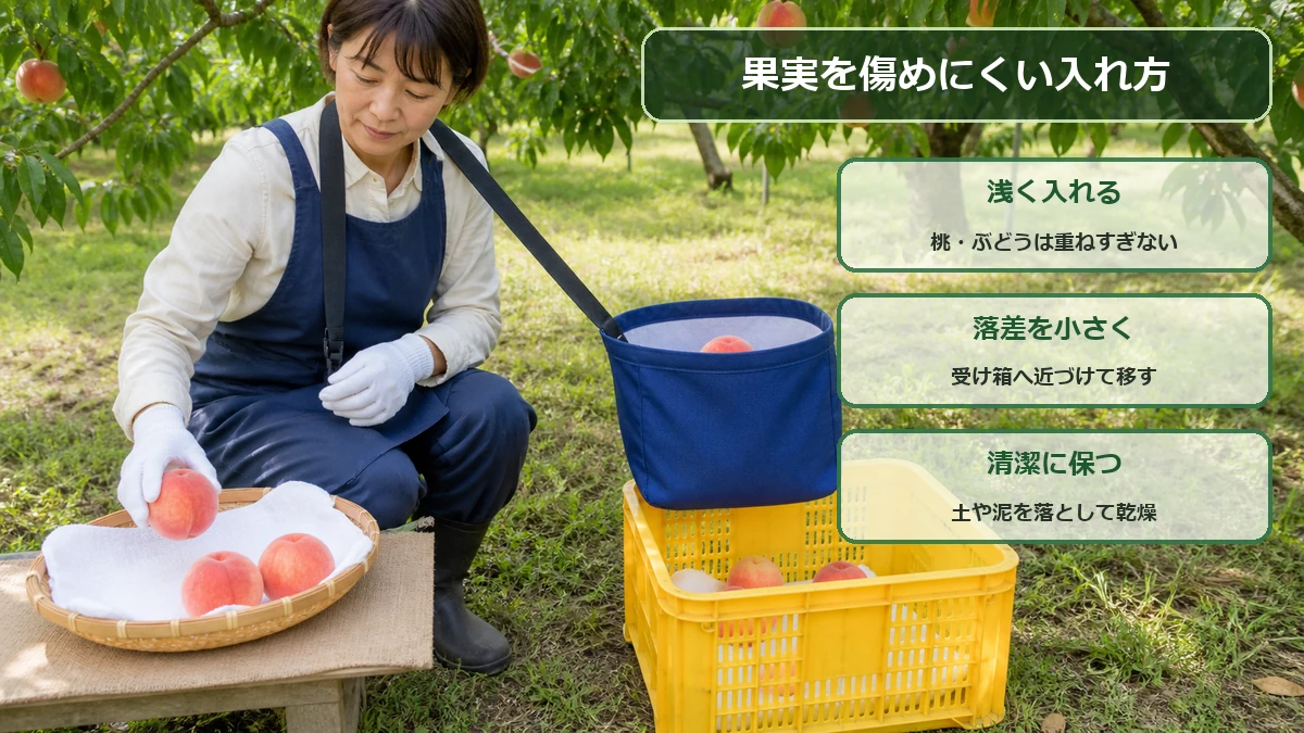 果実を浅く入れて落差を小さくし収穫容器を清潔に保つポイント