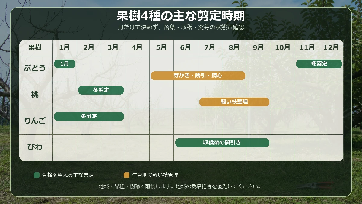 ぶどう、桃、りんご、びわの主な剪定時期を1月から12月で比較したカレンダー図解