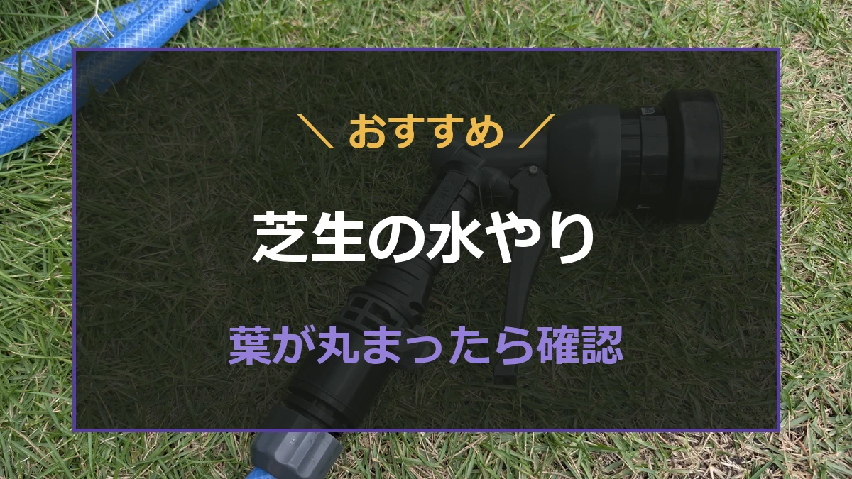 夏の姫高麗芝を観察しながら水やりのタイミングを判断する記事のアイキャッチ