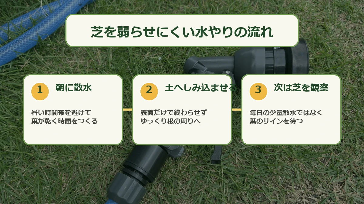 朝に散水し、土へしみ込ませてから次の散水まで芝の状態を見る流れを示す図解