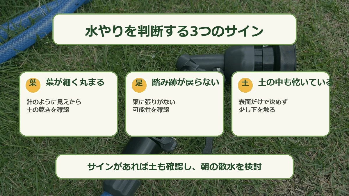 姫高麗芝の水やりを判断する葉の巻き、足跡、土の乾きの3つのサインを示す図解