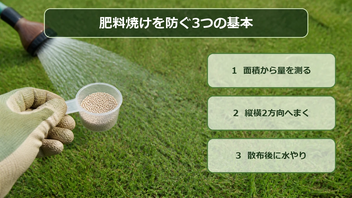 芝生用肥料を計量し散布後に水やりする手順を示した図解