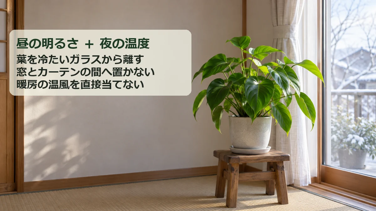 明るい窓の近くでも葉をガラスから離し、夜間の温度を確認する室内の置き方