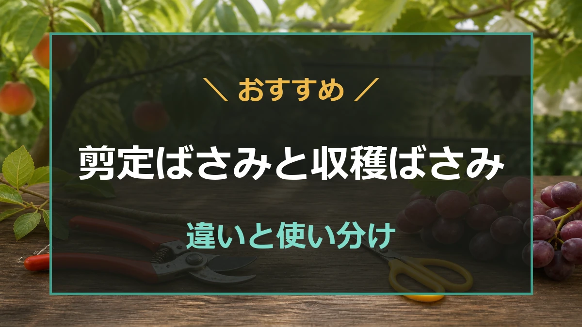 剪定ばさみと収穫ばさみを枝とぶどうの前に並べて違いを比較する記事のアイキャッチ