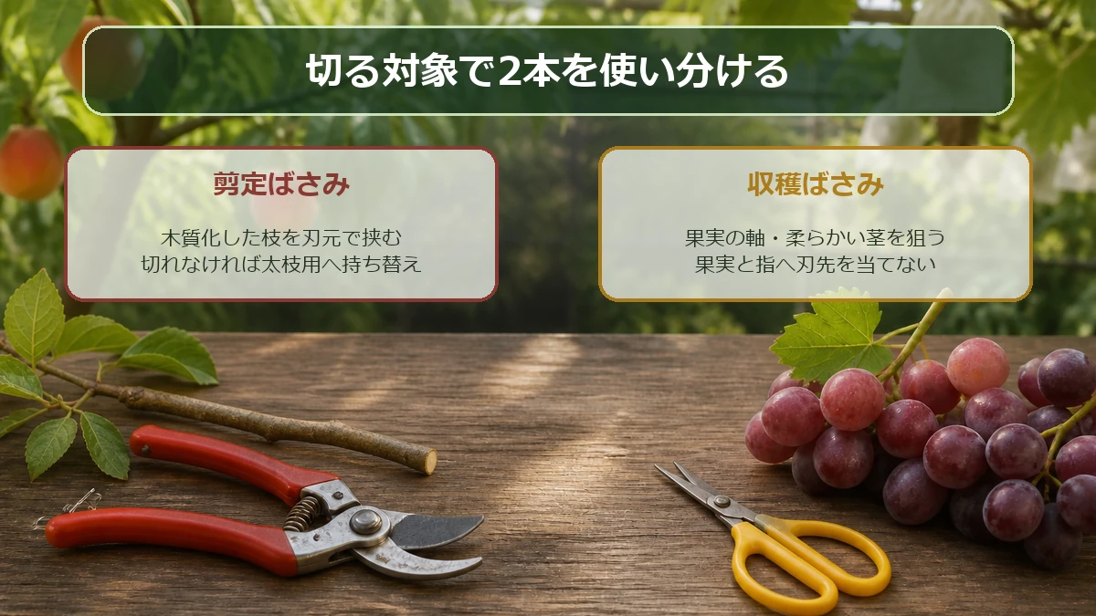 剪定ばさみは枝、収穫ばさみは果実の軸を切る使い分け