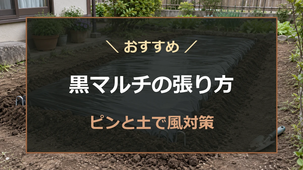 黒マルチを張った家庭菜園の畝を背景に、マルチ張りの道具と風対策を示したアイキャッチ